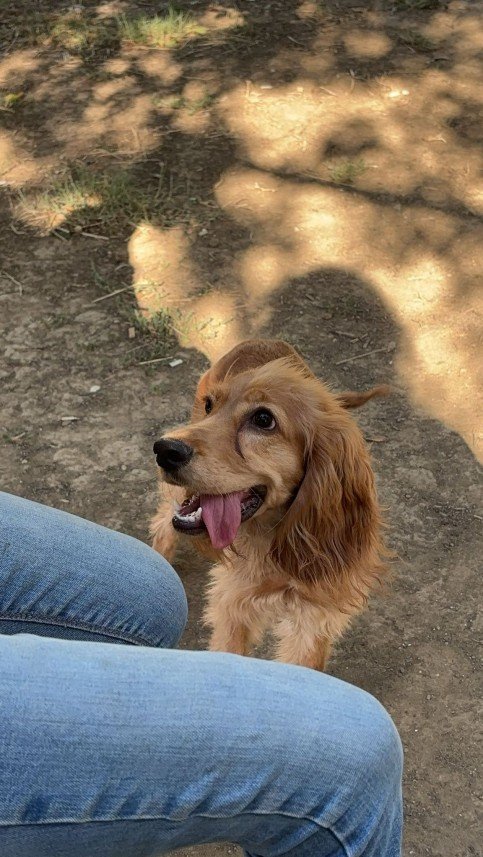 Pozitive Dog Training