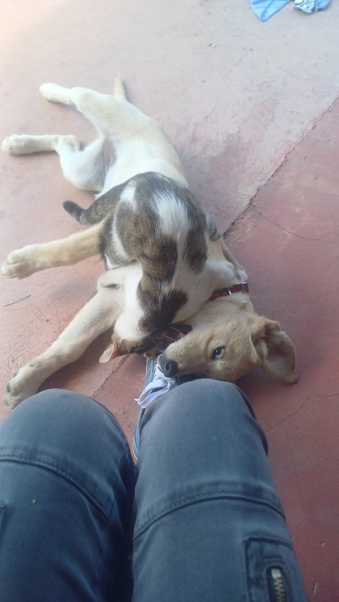 Pozitive Dog Training