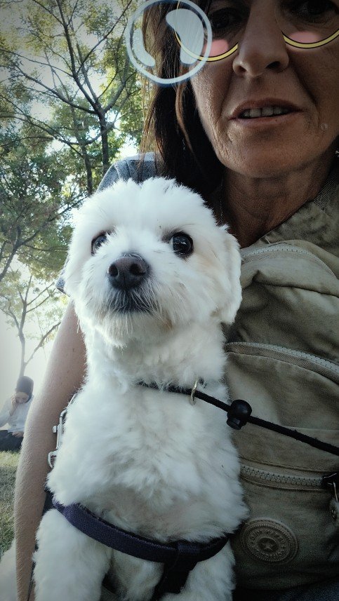 Pozitive Dog Training