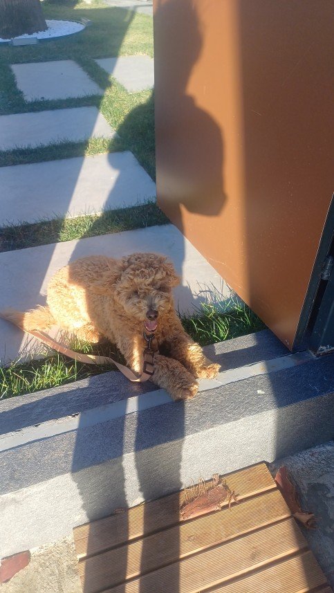 Pozitive Dog Training