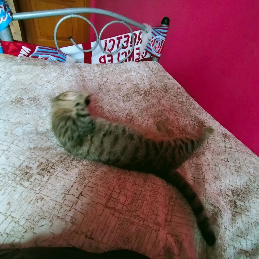 Ramazan Kürşat  Özdemir