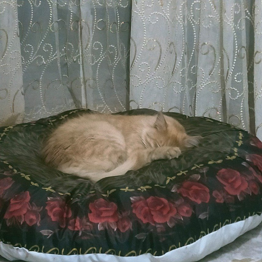 Ramazan Kürşat  Özdemir