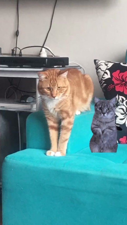 Mırmır Kedi Köpek Oteli