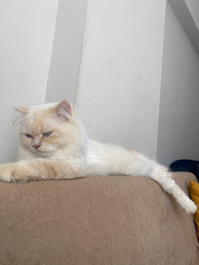 Mırmır Kedi Köpek Oteli