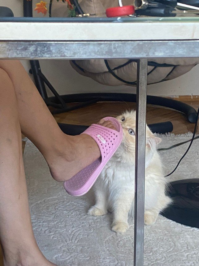 Mırmır Kedi Köpek Oteli