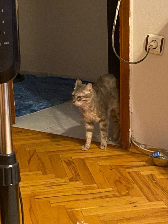 Mırmır Kedi Köpek Oteli