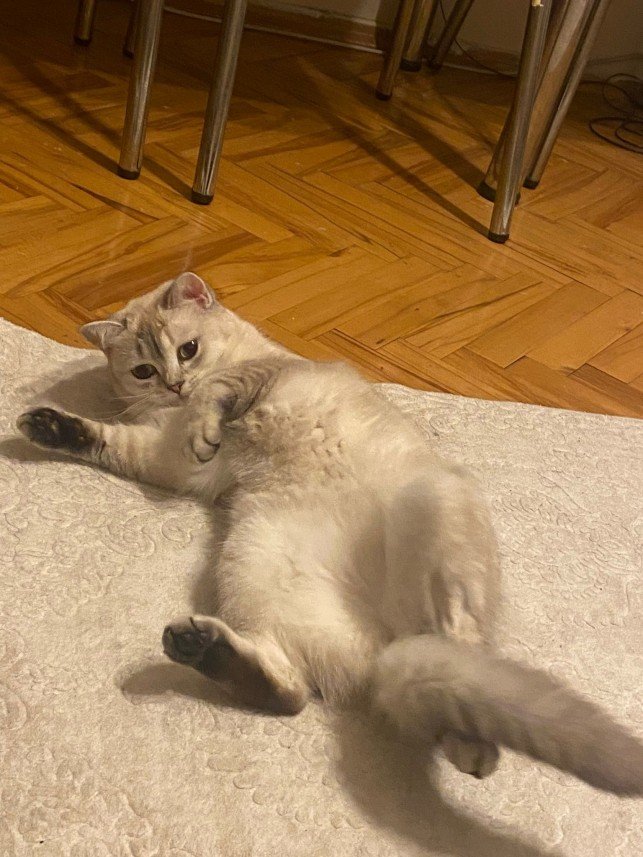 Mırmır Kedi Köpek Oteli