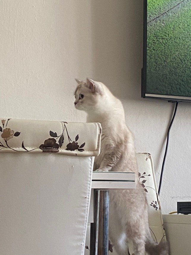 Mırmır Kedi Köpek Oteli