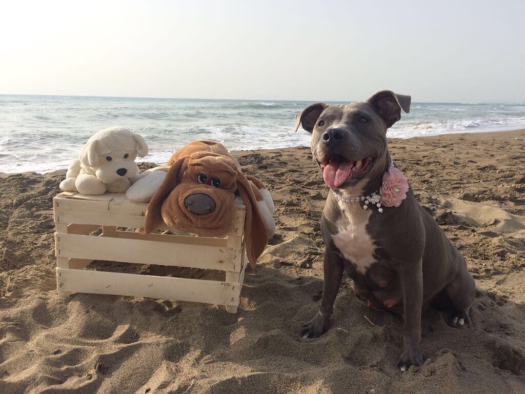 Kartal Samet Pişirgen