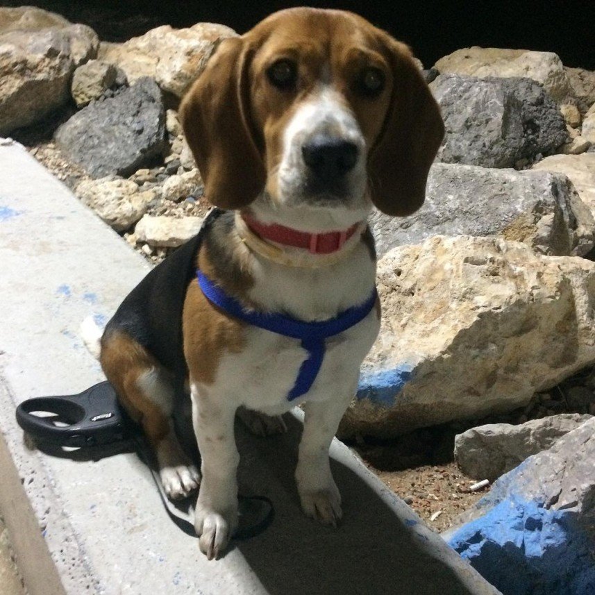 Kartal Samet Pişirgen