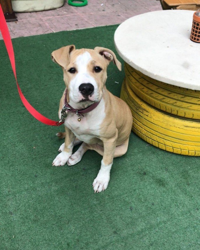 Kartal Samet Pişirgen