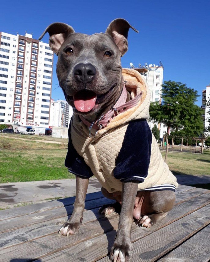 Kartal Samet Pişirgen