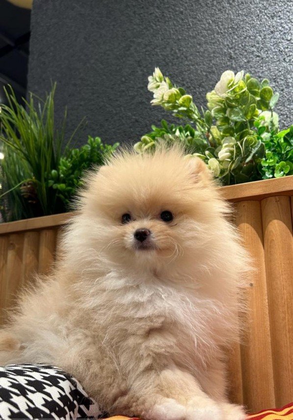 Selen Kömürcüoğlu