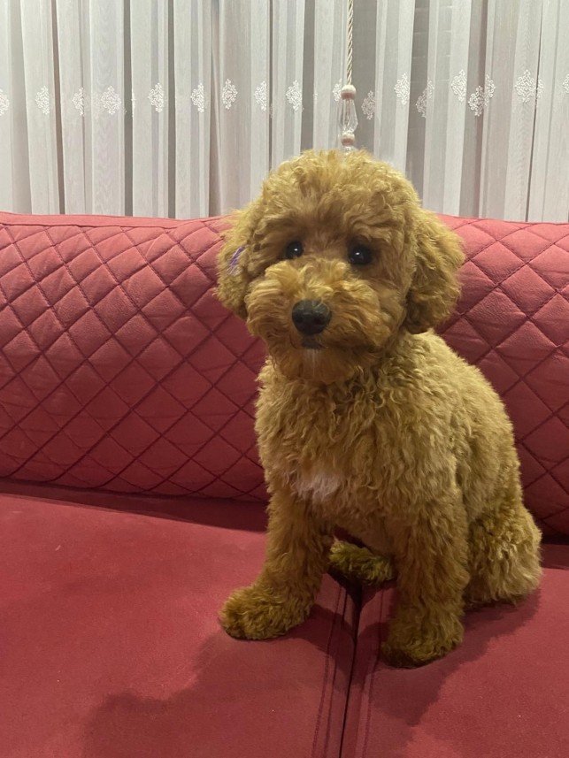 Selen Kömürcüoğlu