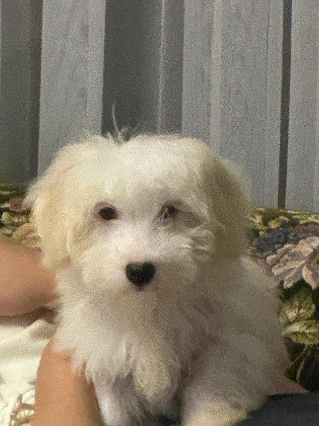 Selen Kömürcüoğlu