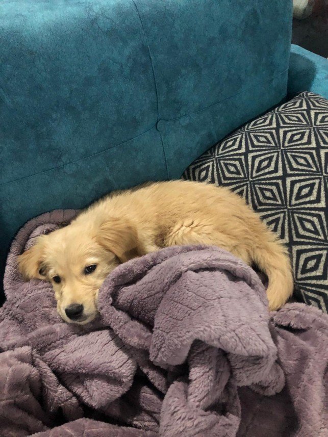 Selen Kömürcüoğlu