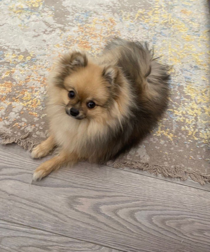 Selen Kömürcüoğlu