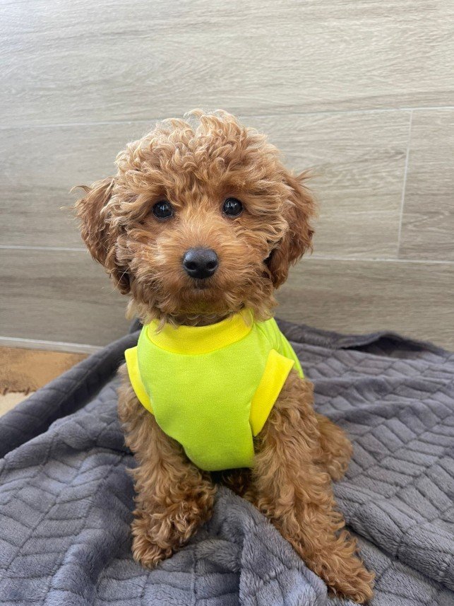 Selen Kömürcüoğlu