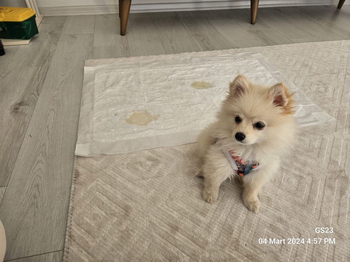 Selen Kömürcüoğlu