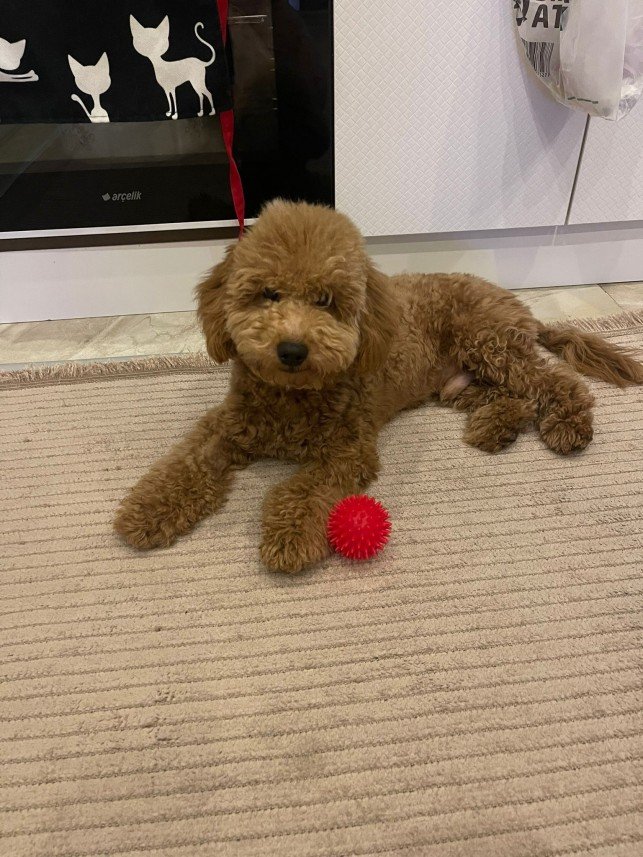 Selen Kömürcüoğlu