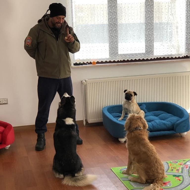 Sempati köpek okulu