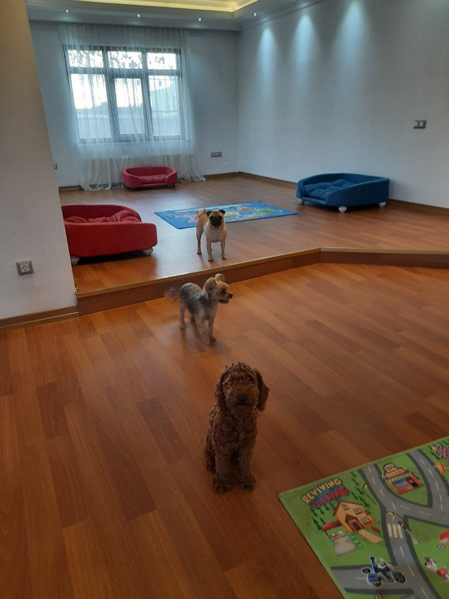 Sempati köpek okulu