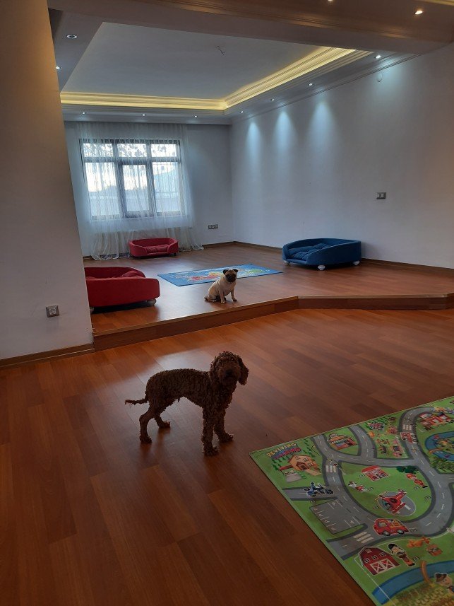 Sempati köpek okulu