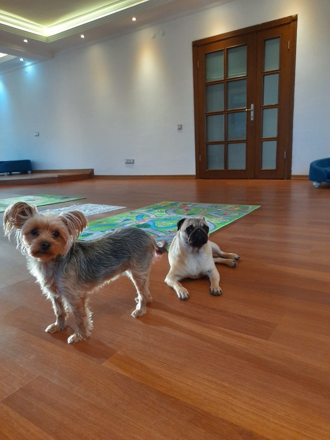 Sempati köpek okulu