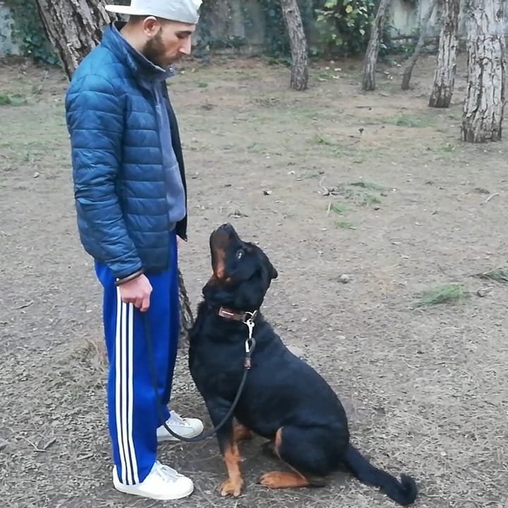 Kastamonu Köpek Koleji 