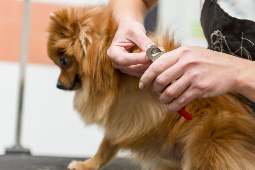 Sevimli Dostlar Kuaförü