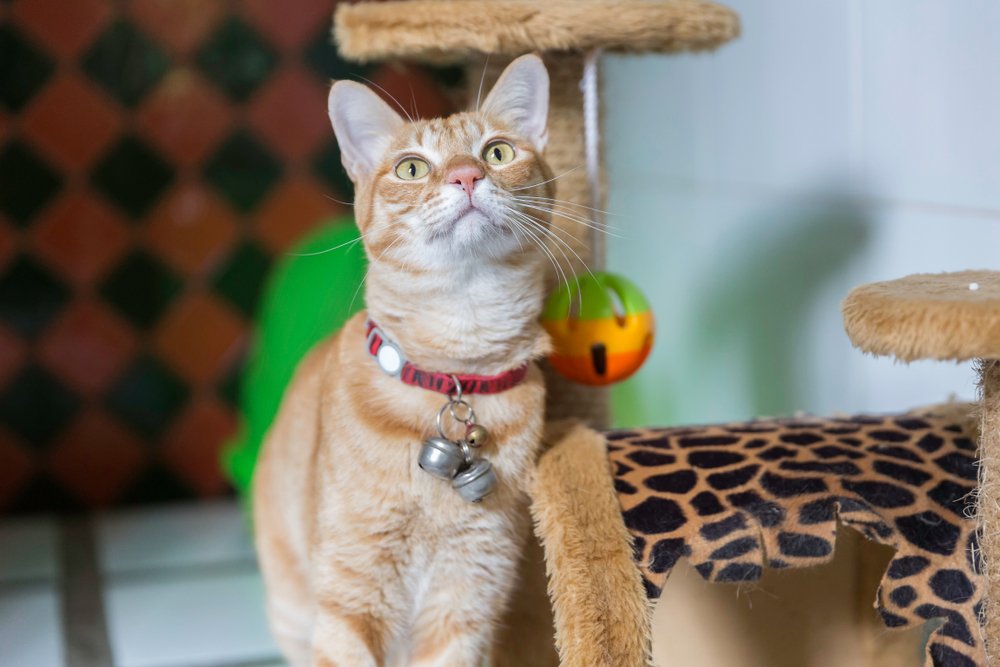 Sevimli Kediler Oteli