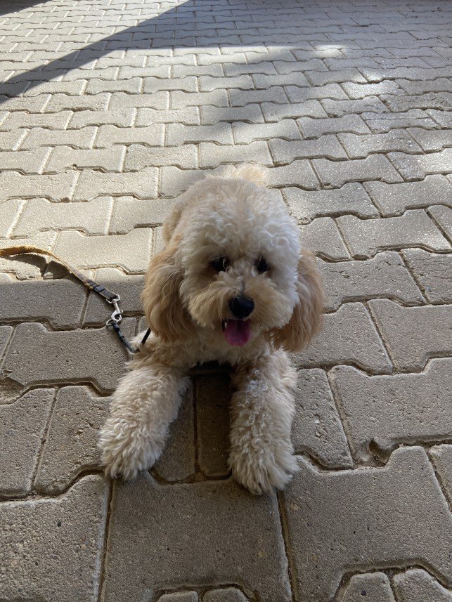 Şiar Deniz Hazırcı