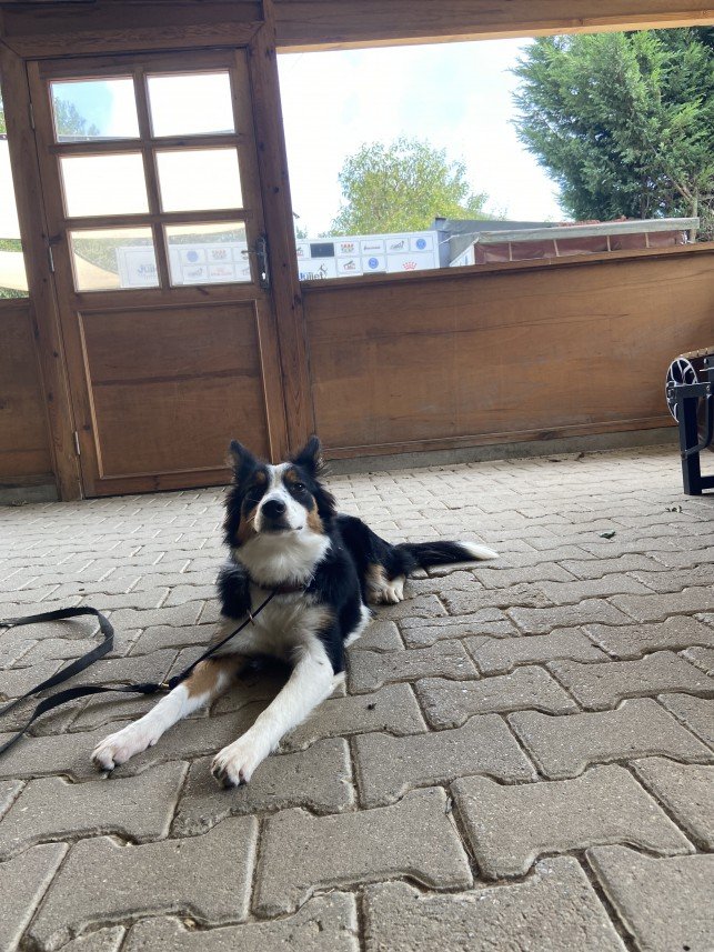 Şiar Deniz Hazırcı