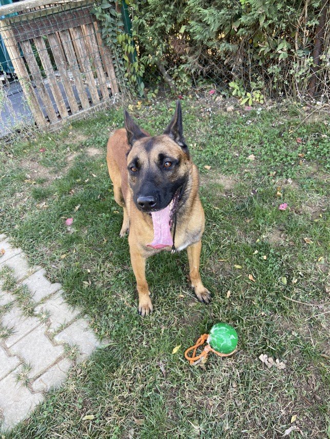 Şiar Deniz Hazırcı