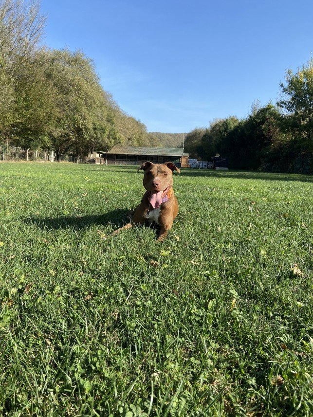 Şiar Deniz Hazırcı