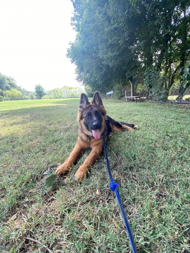 Şiar Deniz Hazırcı