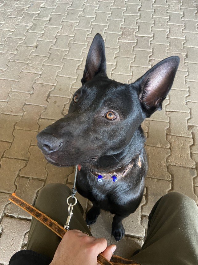 Şiar Deniz Hazırcı