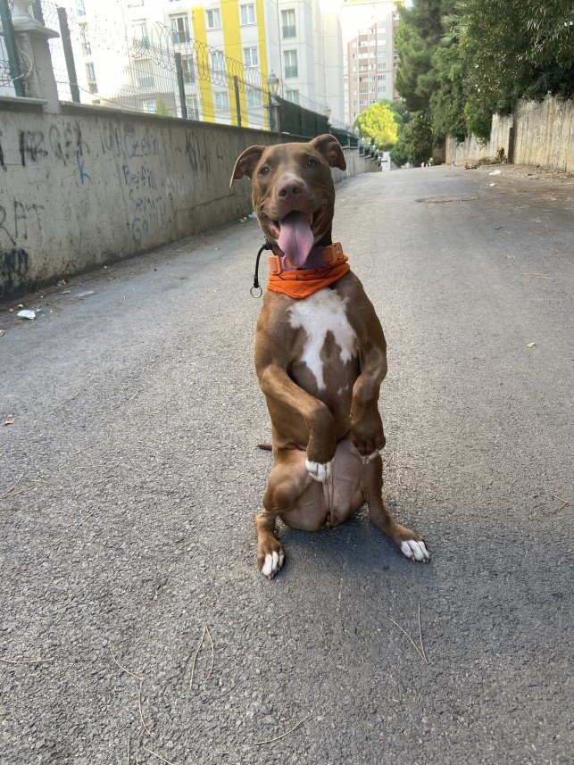 Şiar Deniz Hazırcı