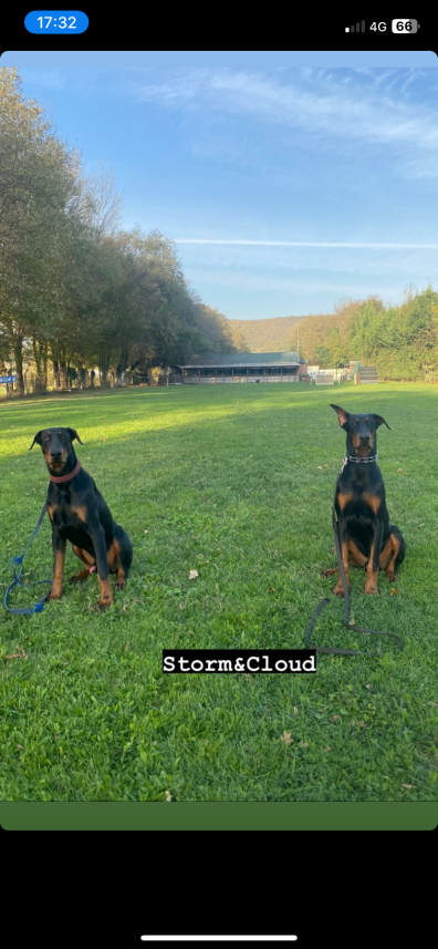 Şiar Deniz Hazırcı