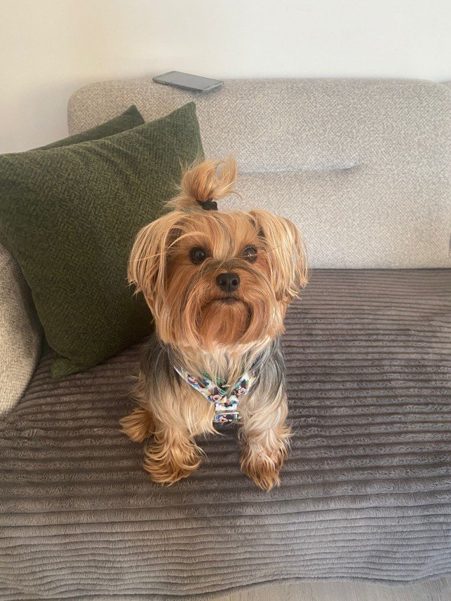 Şiar Deniz Hazırcı