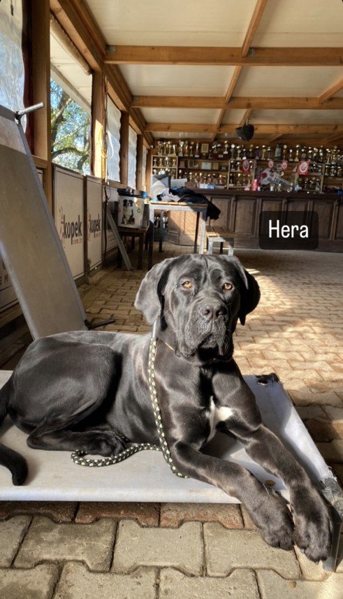 Şiar Deniz Hazırcı