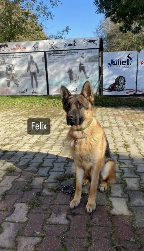 Şiar Deniz Hazırcı