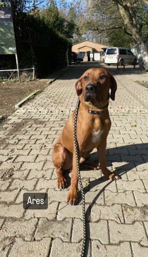 Şiar Deniz Hazırcı