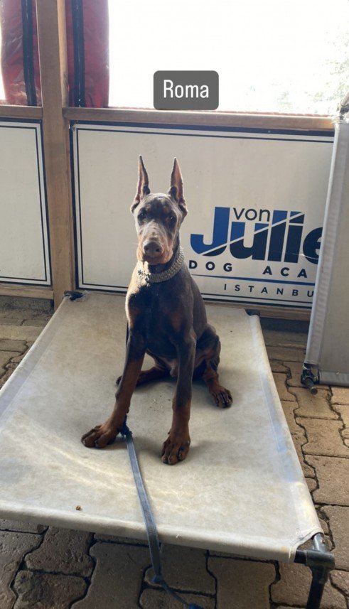 Şiar Deniz Hazırcı