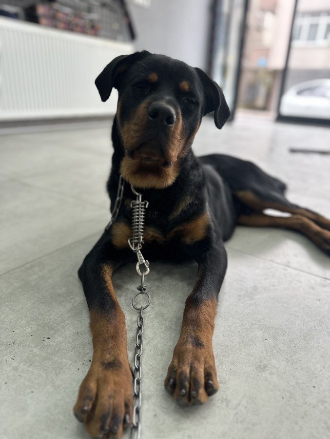 Şiar Deniz Hazırcı