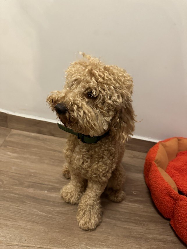 Şiar Deniz Hazırcı