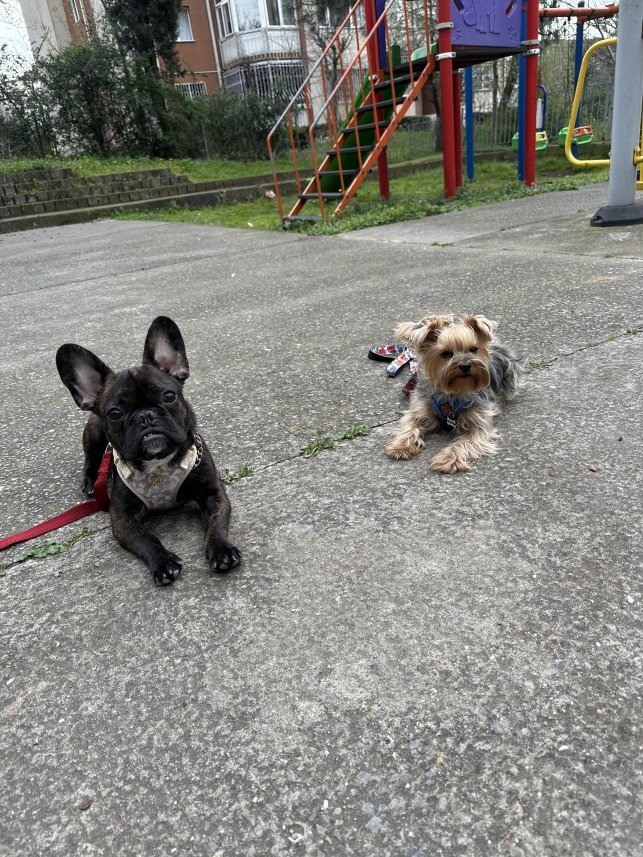 Şiar Deniz Hazırcı