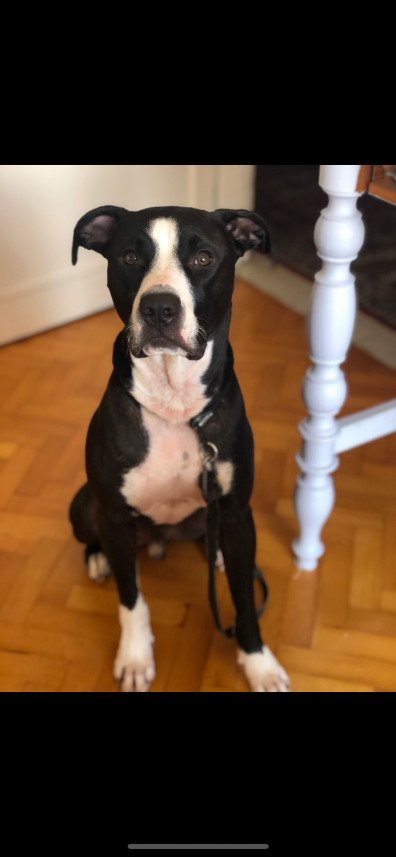 Şiar Deniz Hazırcı