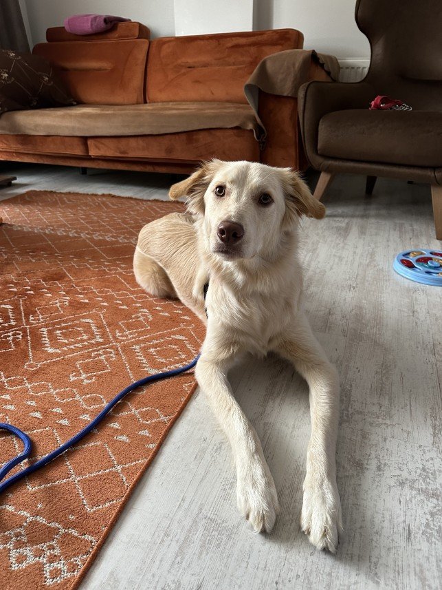 Şiar Deniz Hazırcı