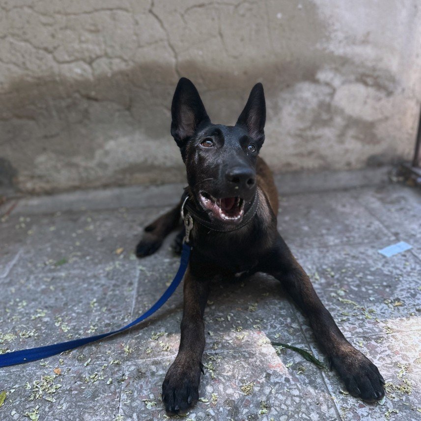 Şiar Deniz Hazırcı